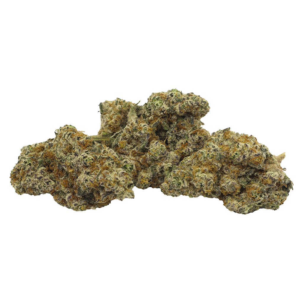 Violet Tourist Superflower