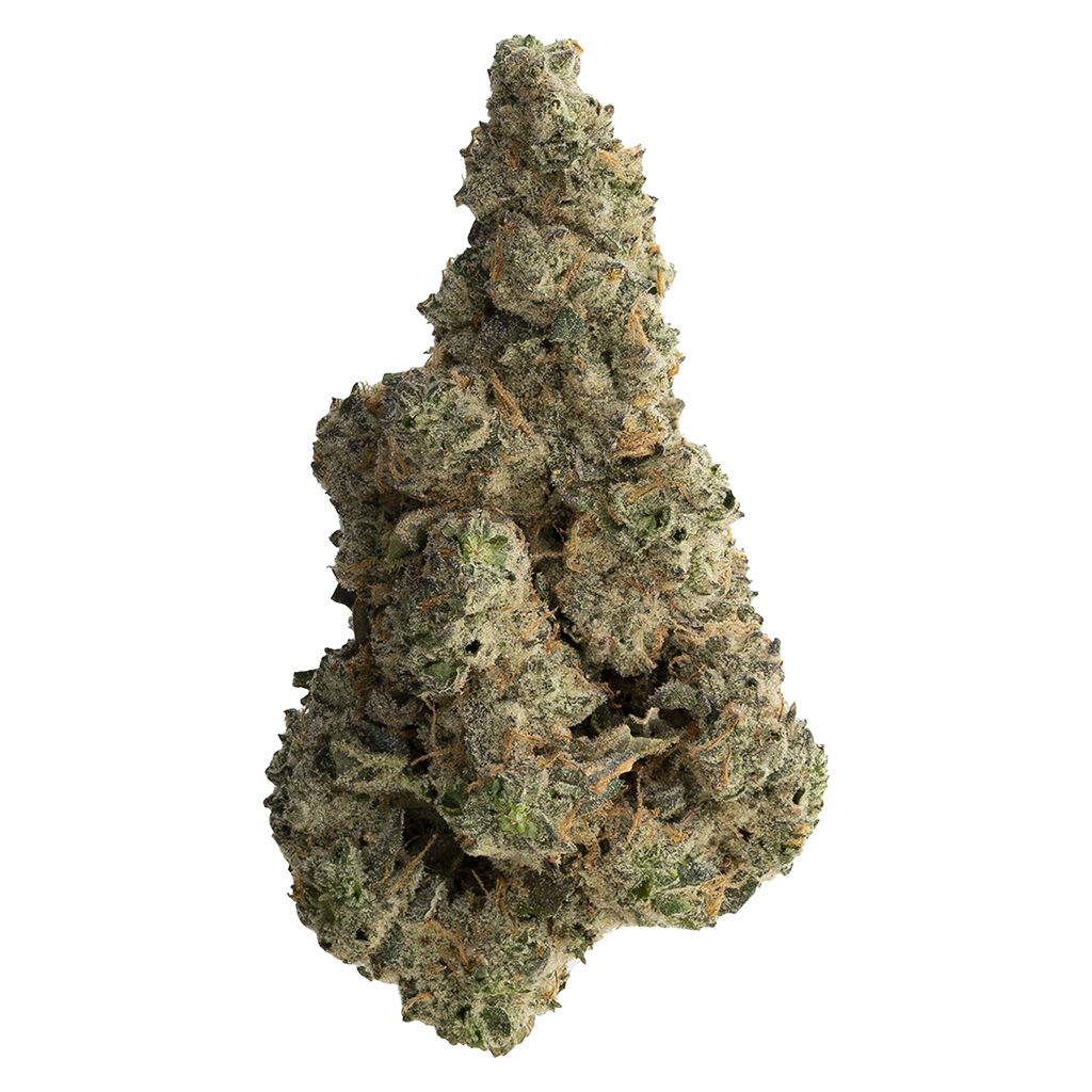 The Loud Plug With Love From Scarborough